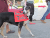 Marcha do Orgulho LGBT de Lisboa 2016